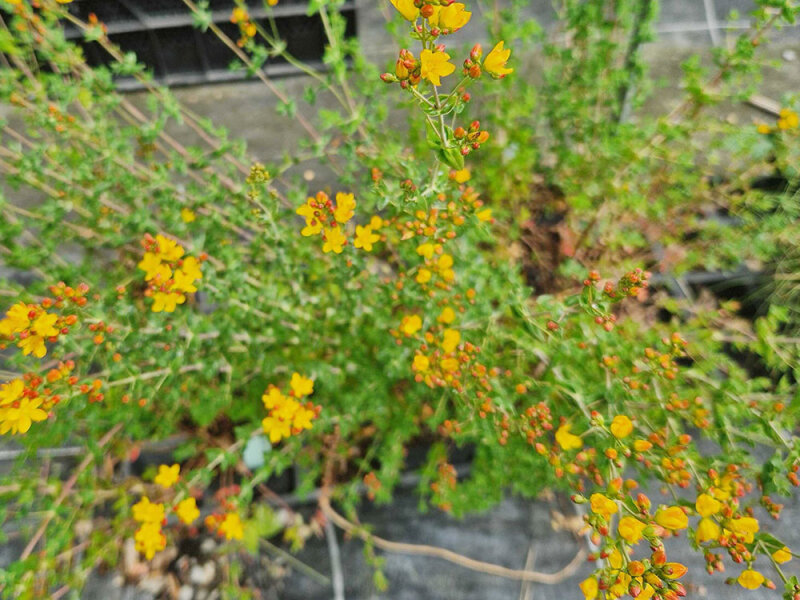 Hypericum pulchrum