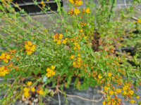 Hypericum pulchrum