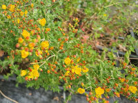 Hypericum pulchrum