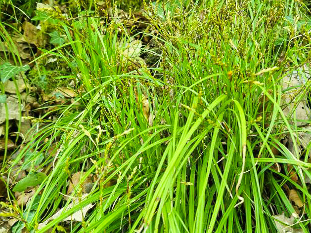 Carex muricata
