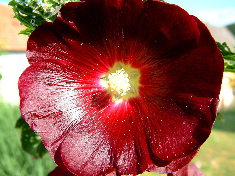 Alcea rosea var. nigra Erfurter