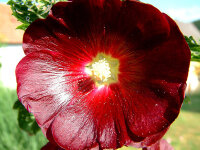 Alcea rosea var. nigra Erfurter