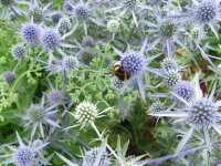 Eryngium bourgatii P1