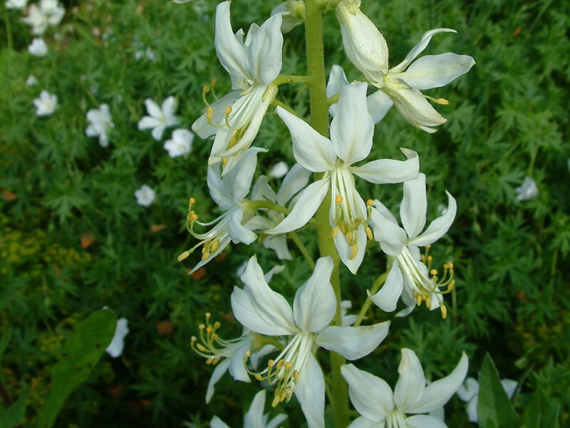 Dictamnus albus Albiflorus P1