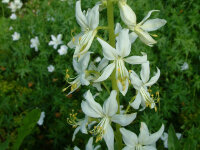Dictamnus albus Albiflorus P1