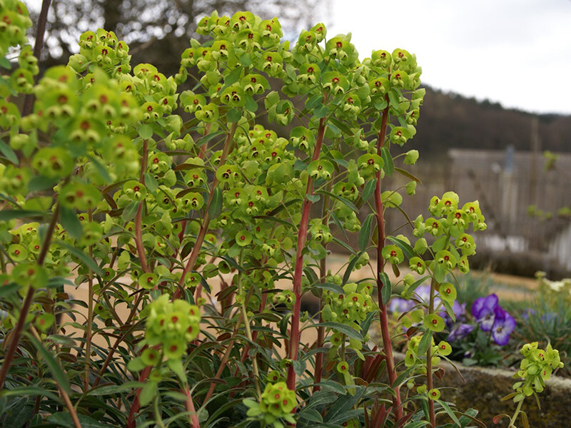 Euphorbia x martinii P1