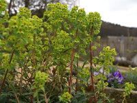 Euphorbia x martinii P1
