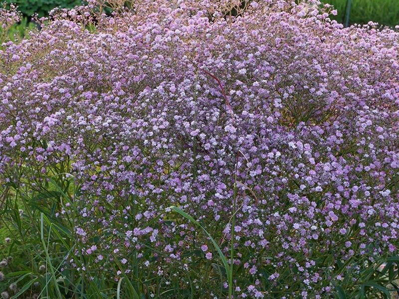 Gypsophila paniculata Flamingo P1