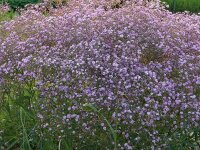 Gypsophila paniculata Flamingo P1