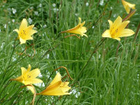 Hemerocallis minor P1