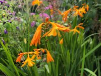 Crocosmia x crocosmiiflora George Davidson