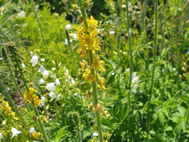 Agrimonia eupatoria P1