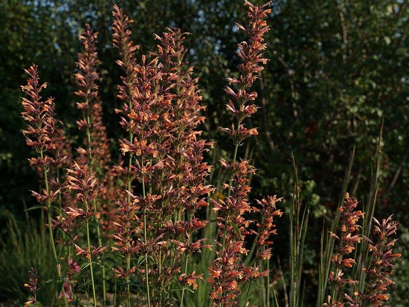 Agastache aurantiaca Navajo Sunset