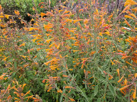 Agastache aurantiaca Navajo Sunset