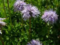 Globularia trichosantha