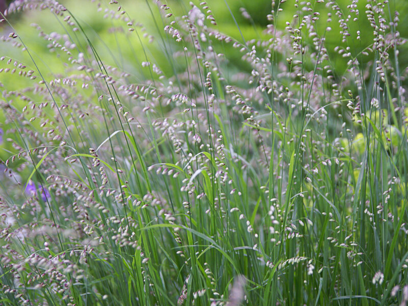 Melica nutans