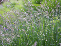 Melica nutans