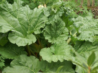 Rheum rhabarbarum Glaskins Perpetual P1