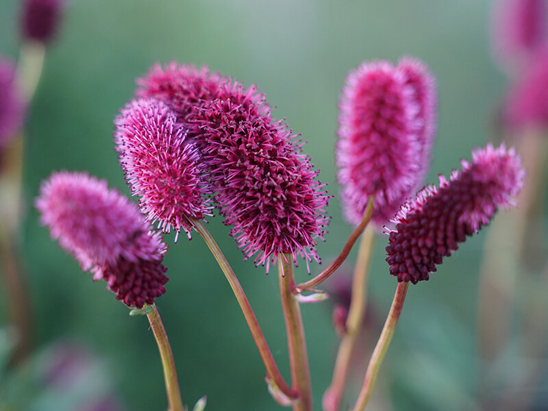 Sanguisorba menziesii Dali Marble