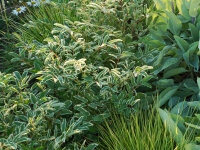 Sanguisorba menziesii Dali Marble