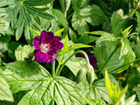 Geranium nodosum Tonys Talisman