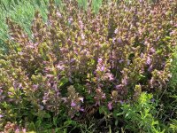 Teucrium lucidrys Pain de Sucre
