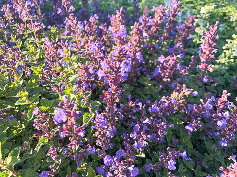 Nepeta x faassenii-Gruppe Julchen