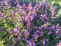 Nepeta x faassenii-Gruppe Julchen