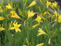 Hemerocallis lilioasphodelus P1