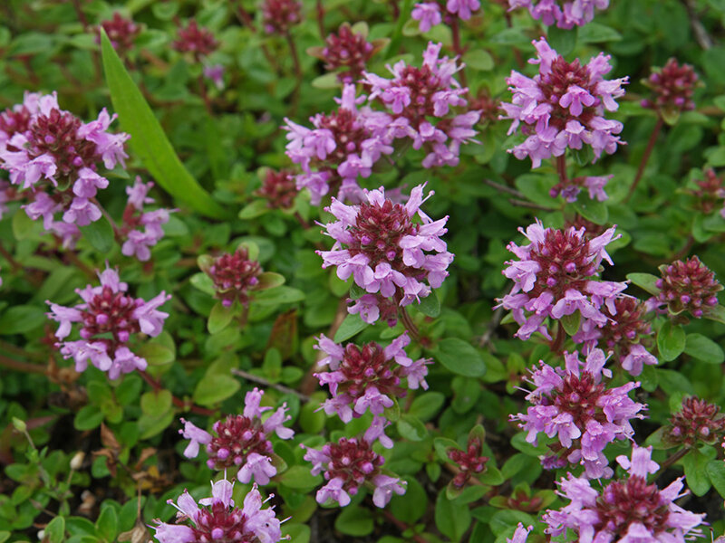 Thymus pulegioides subsp. montanus