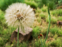Tragopogon pratensis
