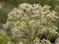 Eupatorium (Eutrochium) fistulosum Ivory Towers