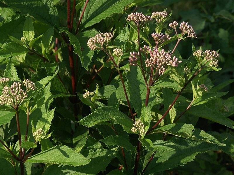 Eupatorium (Eutrochium) maculatum Riesenschirm