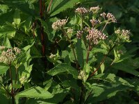 Eupatorium (Eutrochium) maculatum Riesenschirm