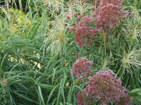 Eupatorium (Eutrochium) maculatum Riesenschirm