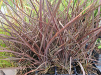 Phormium tenax Purpureum