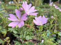 Malva alcea