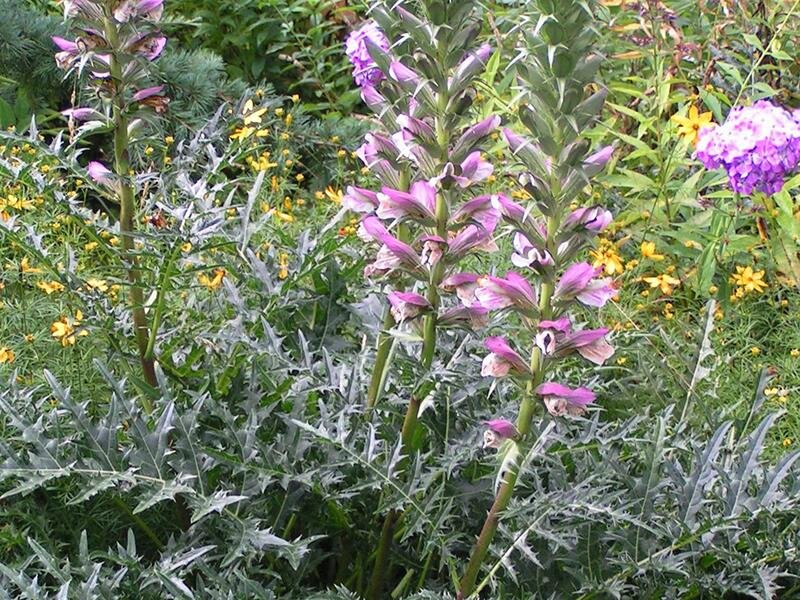 Acanthus spinosus Spinosissimus