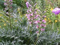 Acanthus spinosus Spinosissimus