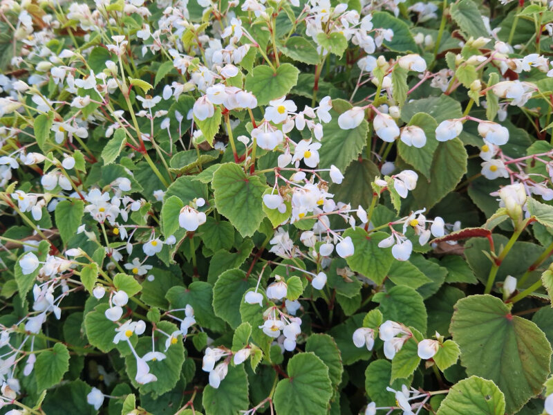Begonia grandis Alba