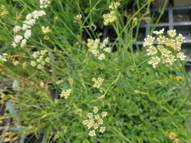Bunium ferulaceum