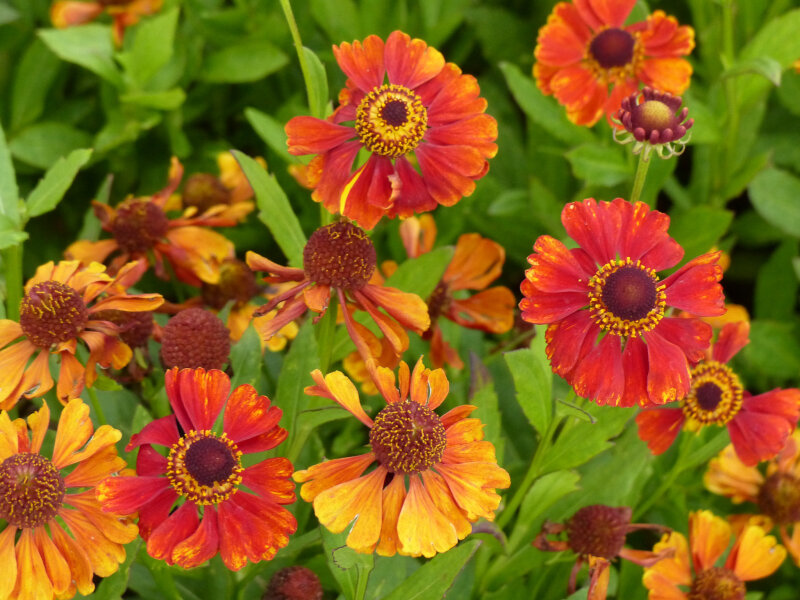 Helenium Hybr. Flammendes Kätchen*