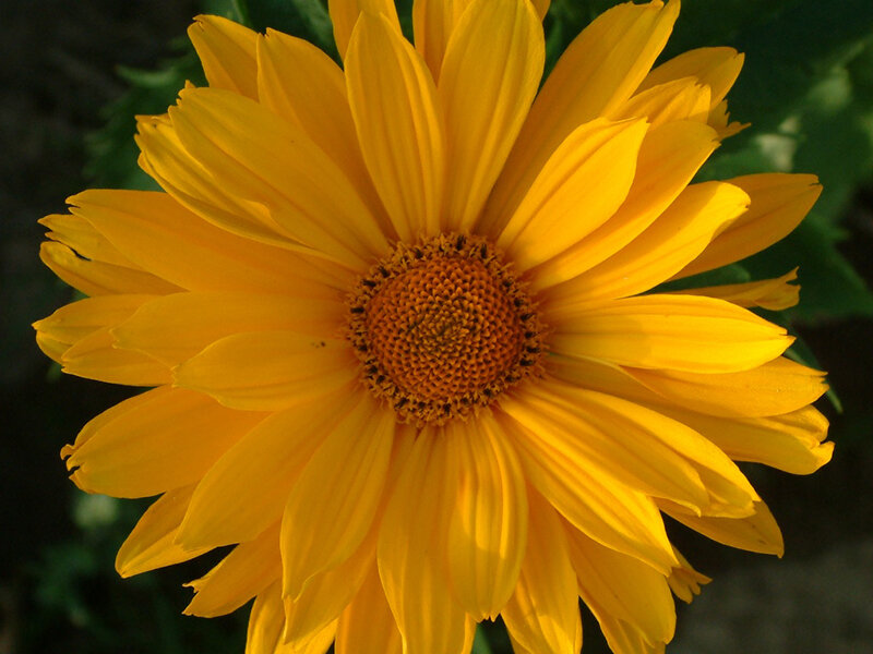 Heliopsis helianthoides var. scabra Mars