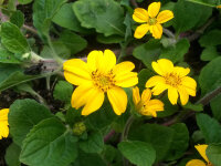 Chrysogonum virginianum Pierre