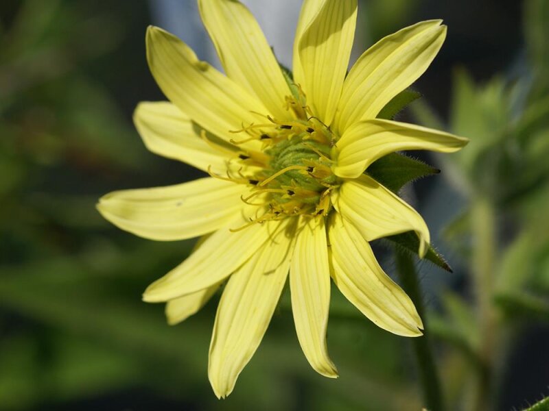 Silphium mohrii P1