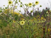 Silphium mohrii P1