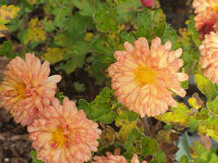 Chrysanthemum Herbstbrokat P1