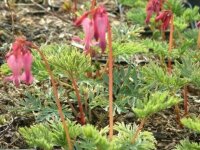 Dicentra formosa Luxuriant