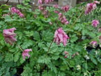 Dicentra formosa Luxuriant