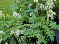 Dicentra formosa Aurora